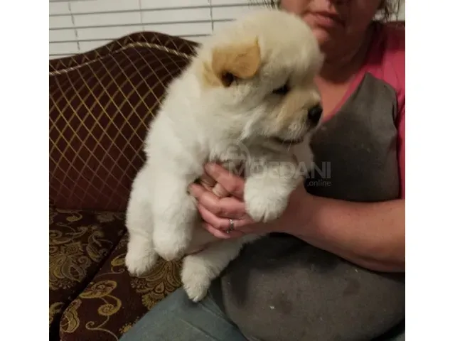 Щенки чау-чау Дедоплис-Цкаро - изображение 1