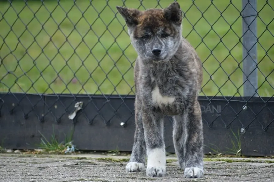 Щенки акита-ину Дедоплис-Цкаро - изображение 1