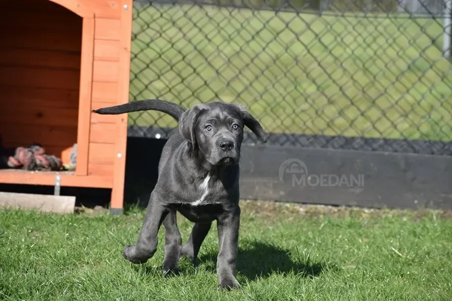 Blue Cane Corso puppies Dedoplis-ckaro - photo 1