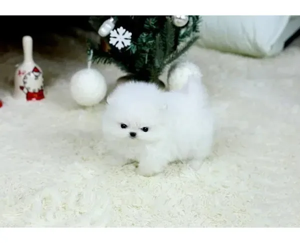 I want purebred Pomeranian puppiescc Dedoplis-ckaro - photo 1