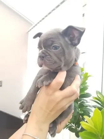 Იყიდება სუპერ ფრანგული ბულდოგის ლეკვებიxxvvccvcv დედოფლისწყარო