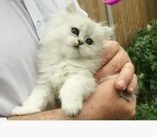 12 week old Persian kittens for sale Dedoplis-ckaro