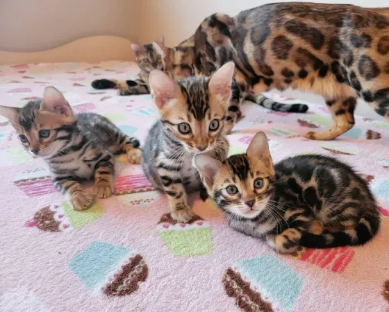 Bengal kittens Dedoplis-ckaro