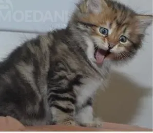 Maine Coon kittens Dedoplis-ckaro - photo 1