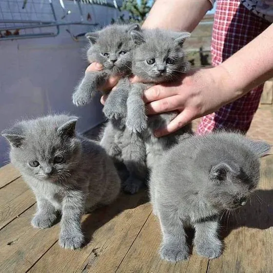 BHK British Shorthair kittens for sale Dedoplis-ckaro