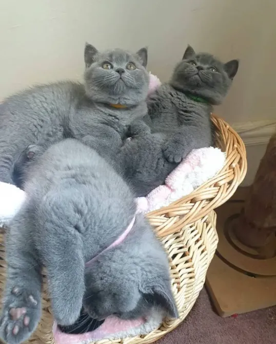 Russian blue kittens Dedoplis-ckaro - photo 1