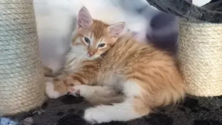 Kittens from 1 week of age Dedoplis-ckaro