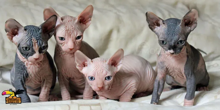 Sphynx kittens Dedoplis-ckaro - photo 1