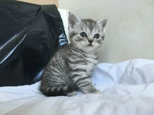 Scottish Fold kittens Dedoplis-ckaro