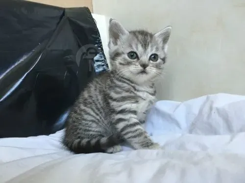 Scottish Fold kittens Dedoplis-ckaro - photo 1