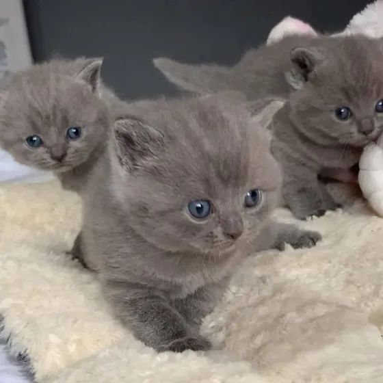 BHK British Shorthair Kittens Dedoplis-ckaro