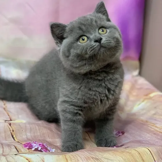 BHK British Shorthair Kittens Dedoplis-ckaro