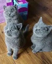 BHK British Shorthair Kittens Dedoplis-ckaro