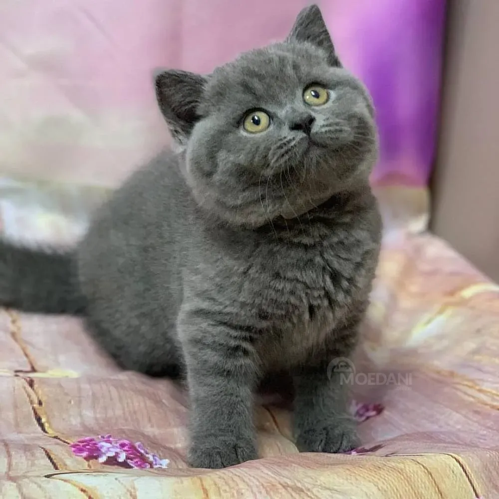 BHK ბრიტანული მოკლებეწვიანი კნუტები დედოფლისწყარო - photo 3