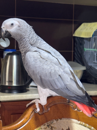 Jaco the Blackbird Tbilisi