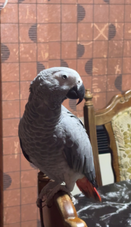 Jaco the Blackbird Tbilisi