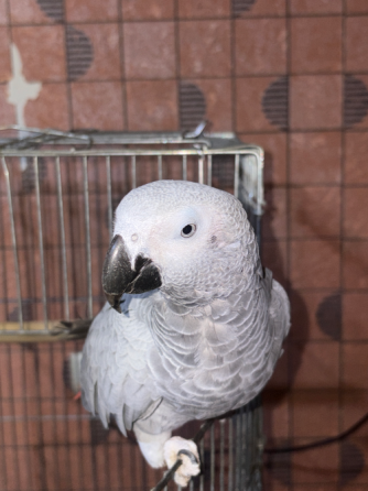 Jaco the Blackbird Tbilisi