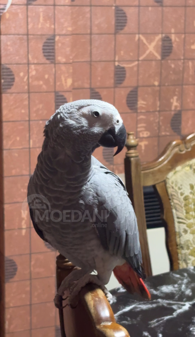 Жако Черный Дрозд Тбилиси - изображение 2