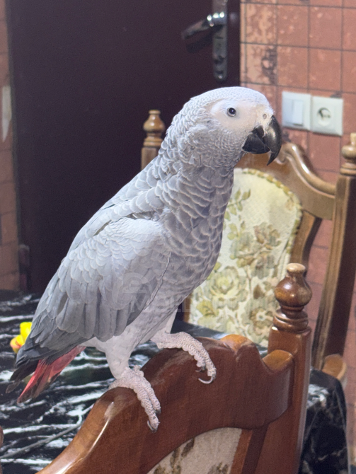 Жако Черный Дрозд Тбилиси - изображение 1