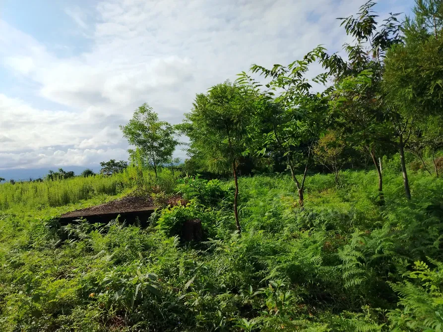 Продам земельный участок 653м² Kobuleti - photo 3