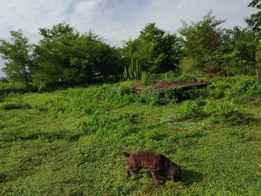 Продам земельный участок 653м² Kobuleti - photo 2