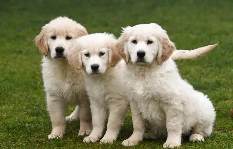 Щенки золотистого ретривера თბილისი - photo 1