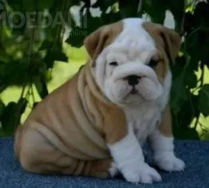 Английский бульдог на продажу Тбилиси - изображение 1