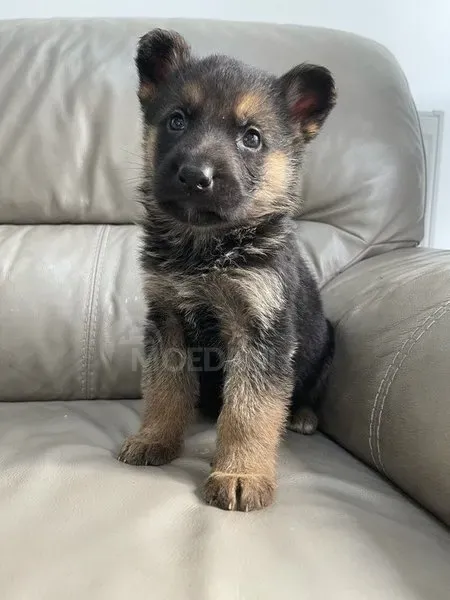 Щенки немецкой овчарки თბილისი - photo 1