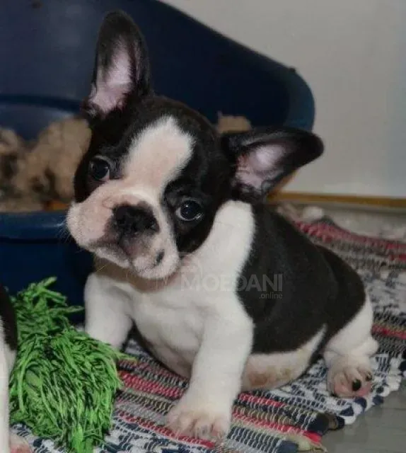 Bull terrier puppies Tbilisi - photo 1