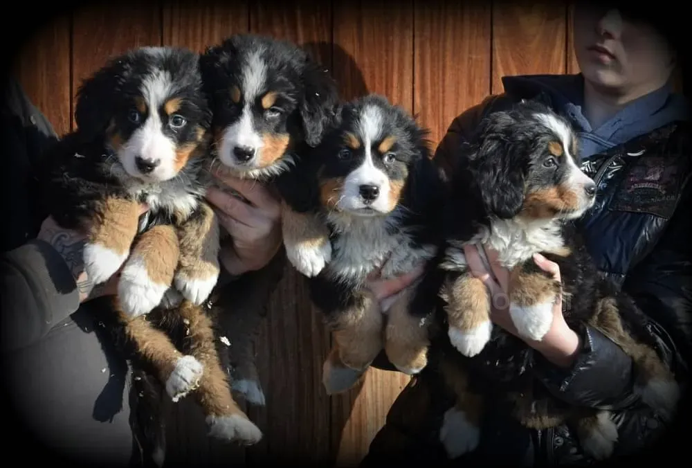 Зарегистрированы щенки бернского зенненхунда. Тбилиси - изображение 1