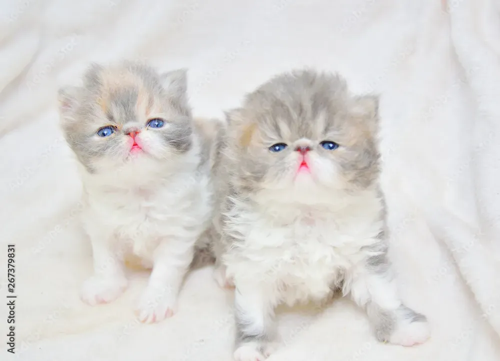 Продаются 12-недельные персидские котята. თბილისი - photo 1