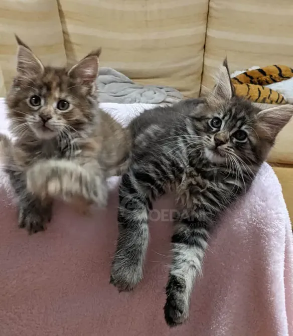 Maine Coon kittens Tbilisi - photo 1