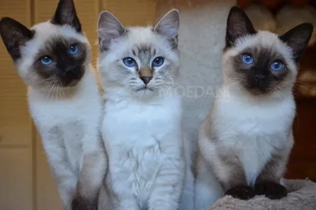 Балинезские котята с родословной Тбилиси - изображение 1