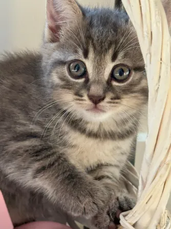 Kittens in good hands Batumi