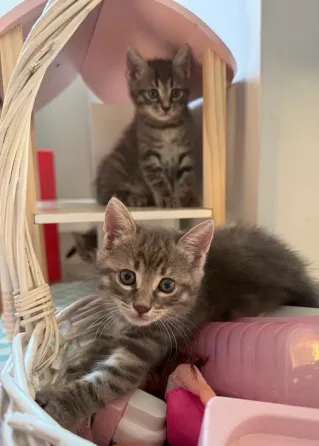 Kittens in good hands Batumi