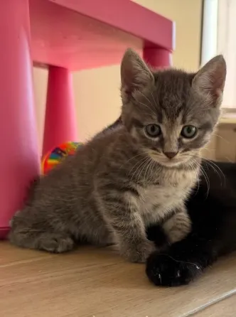 Kittens in good hands Batumi