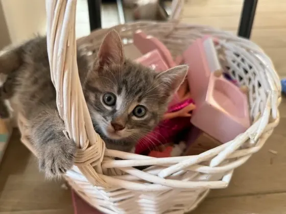 Kittens in good hands Batumi