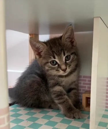 Kittens in good hands Batumi