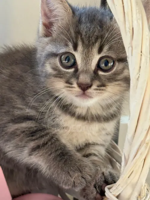 კნუტები კარგ ხელში ბათუმი - photo 1