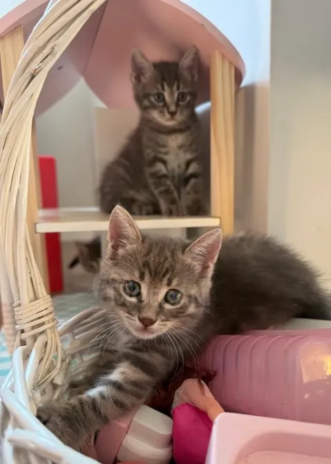 კნუტები კარგ ხელში ბათუმი - photo 5