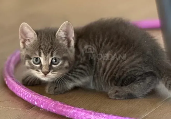 კნუტები კარგ ხელში ბათუმი - photo 2