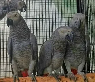 Продаются очаровательные попугаи. Тбилиси - изображение 1