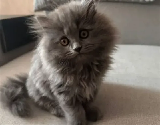 British Longhair kittens Tbilisi