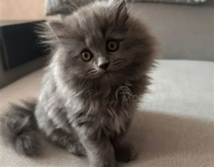 British Longhair kittens Tbilisi - photo 1