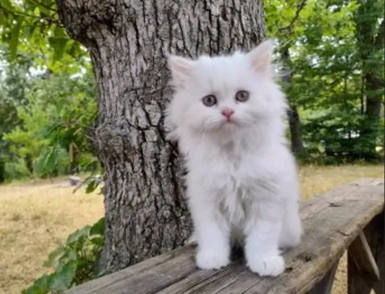 Long-haired (Persian Classic) kitten Tbilisi