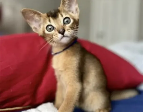 Abyssinian kitten Tbilisi