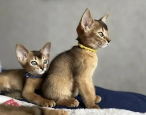 Abyssinian kittens Tbilisi
