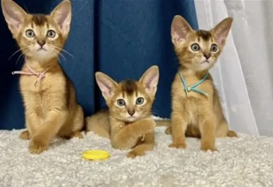 Abyssinian kittens of beautiful colors for sale Tbilisi