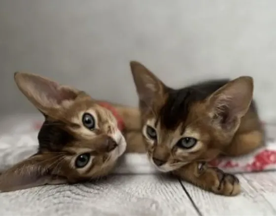 Abyssinian kittens are distinguished by their unique coloring. Tbilisi