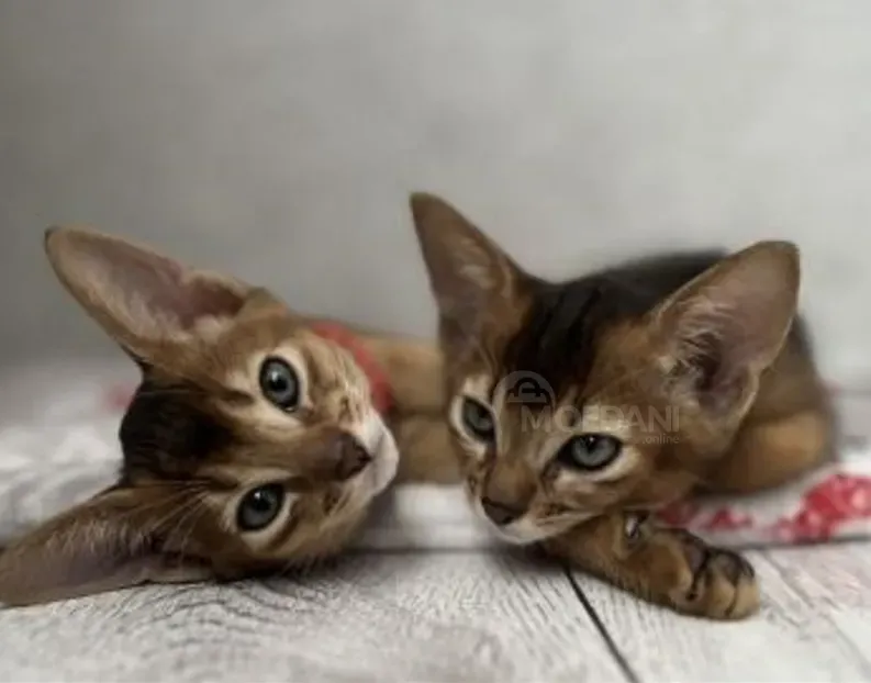 Абиссинские котята отличаются уникальным окрасом. Тбилиси - изображение 1